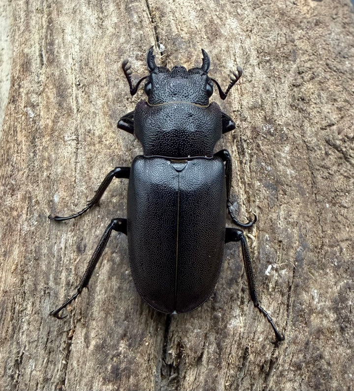 《メタリフェルホソアカ亜種フィナエ パープル系 83mm ペア》