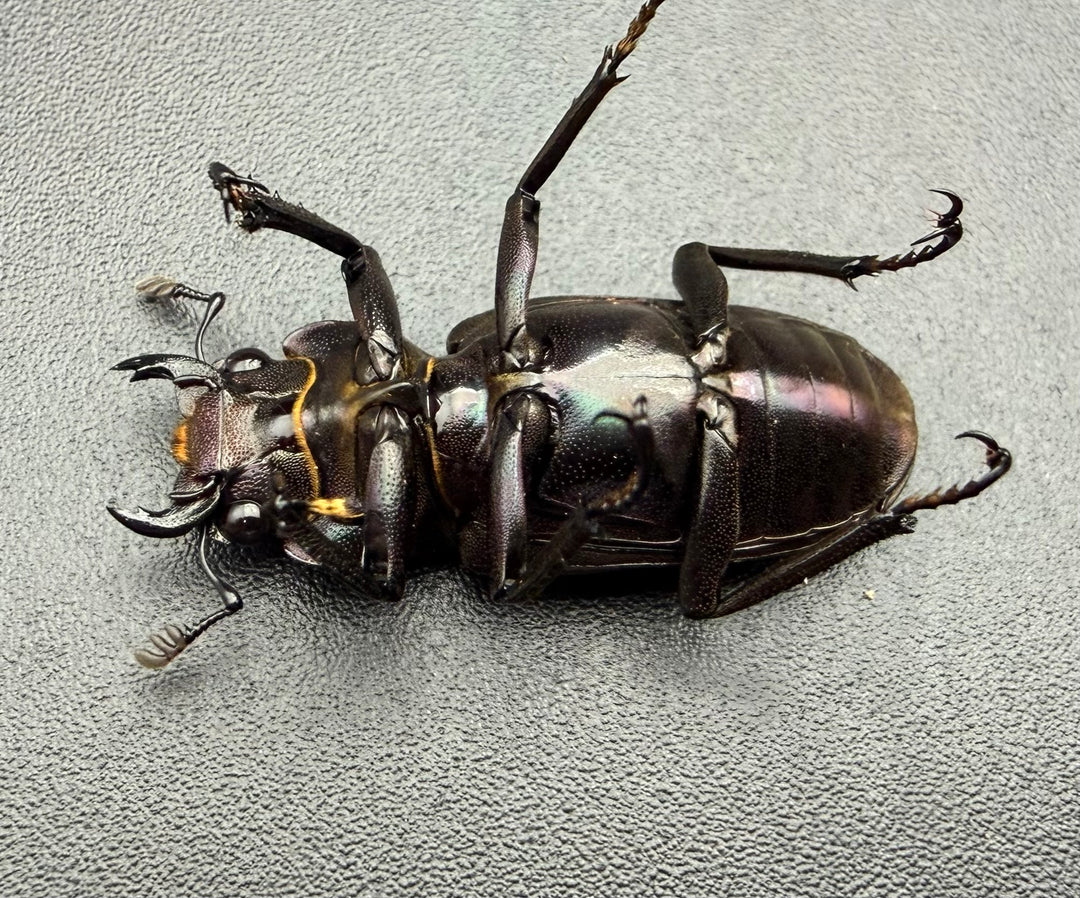 《メタリフェルホソアカ亜種フィナエ パープル系 83mm ペア》
