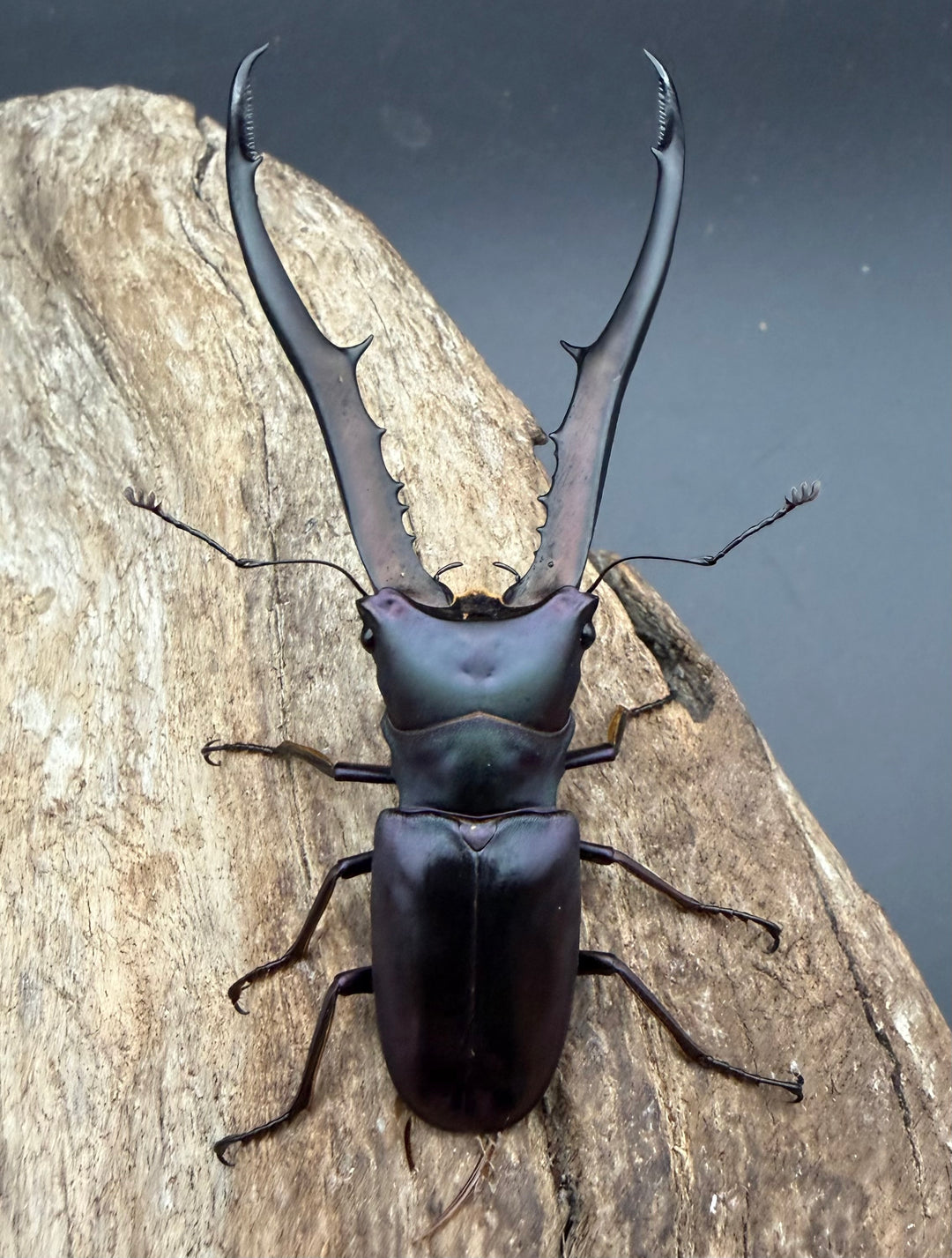 《メタリフェルホソアカ亜種フィナエ パープル系 84.5mm ペア》