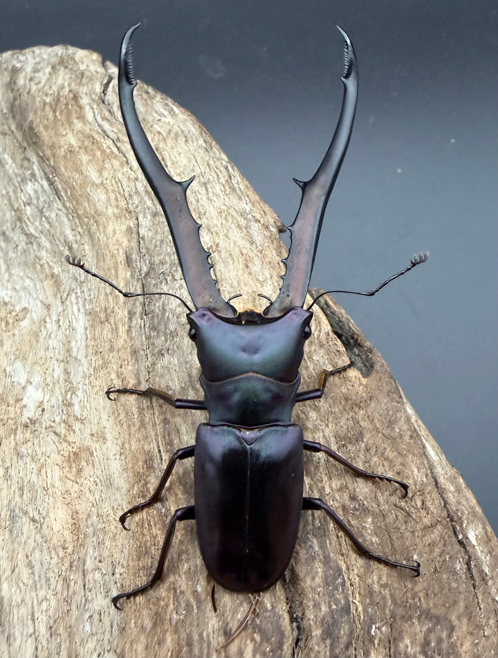《メタリフェルホソアカ亜種フィナエ パープル系 84.5mm ペア》