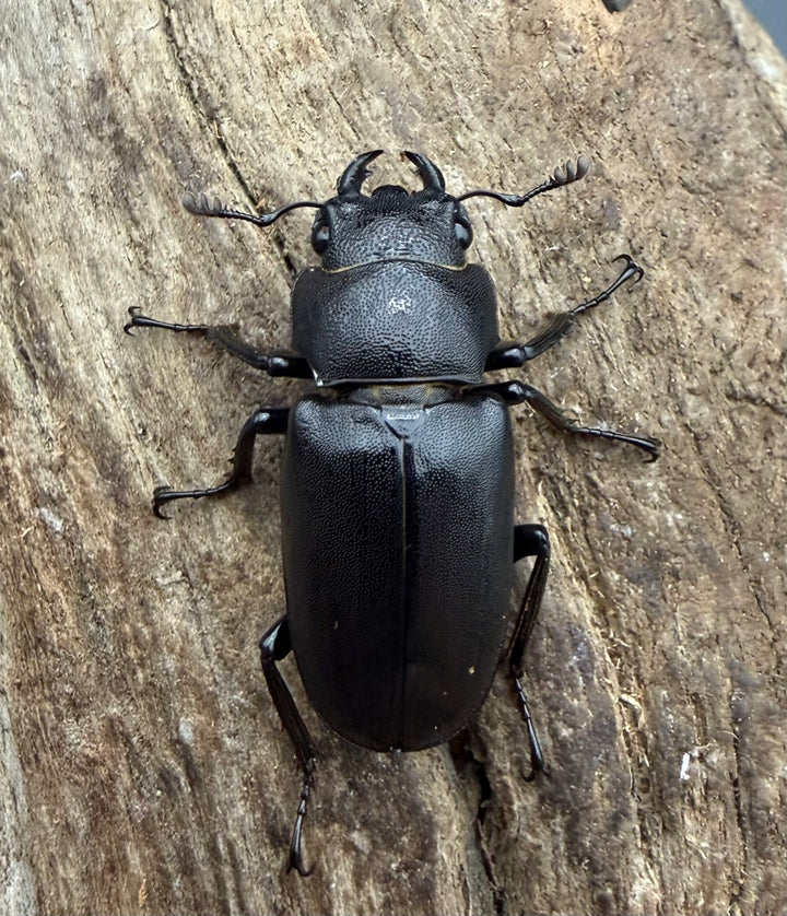 《メタリフェルホソアカ亜種フィナエ パープル系 84.5mm ペア》