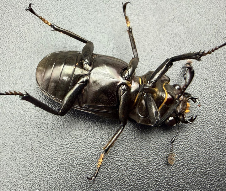 《メタリフェルホソアカ亜種フィナエ パープル系 84.5mm ペア》