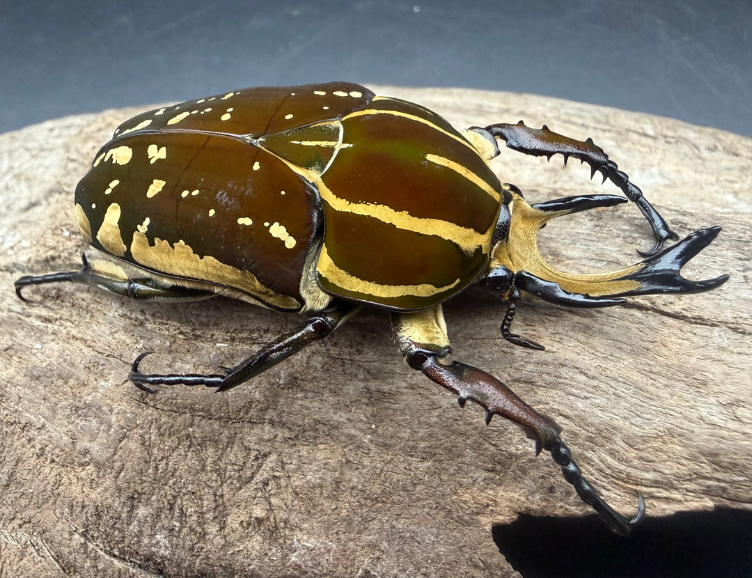 《ポリフェムスオオツノカナブン 65.5mm ペア》