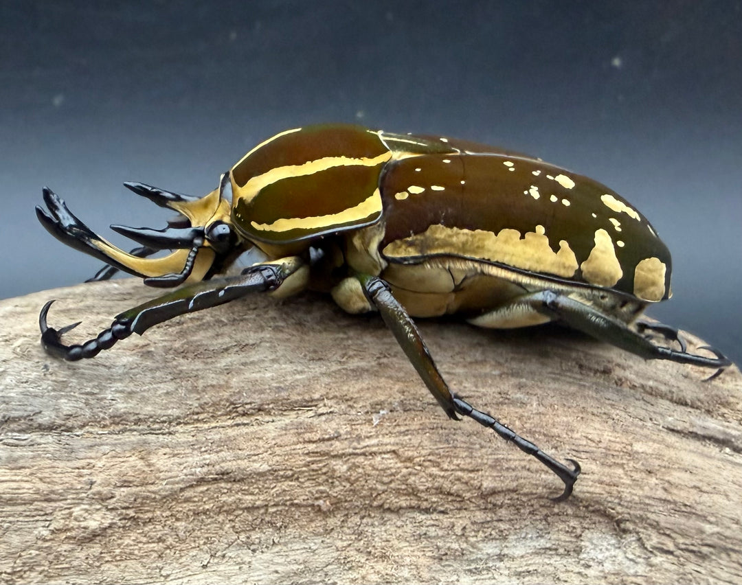 《ポリフェムスオオツノカナブン 65.5mm ペア》