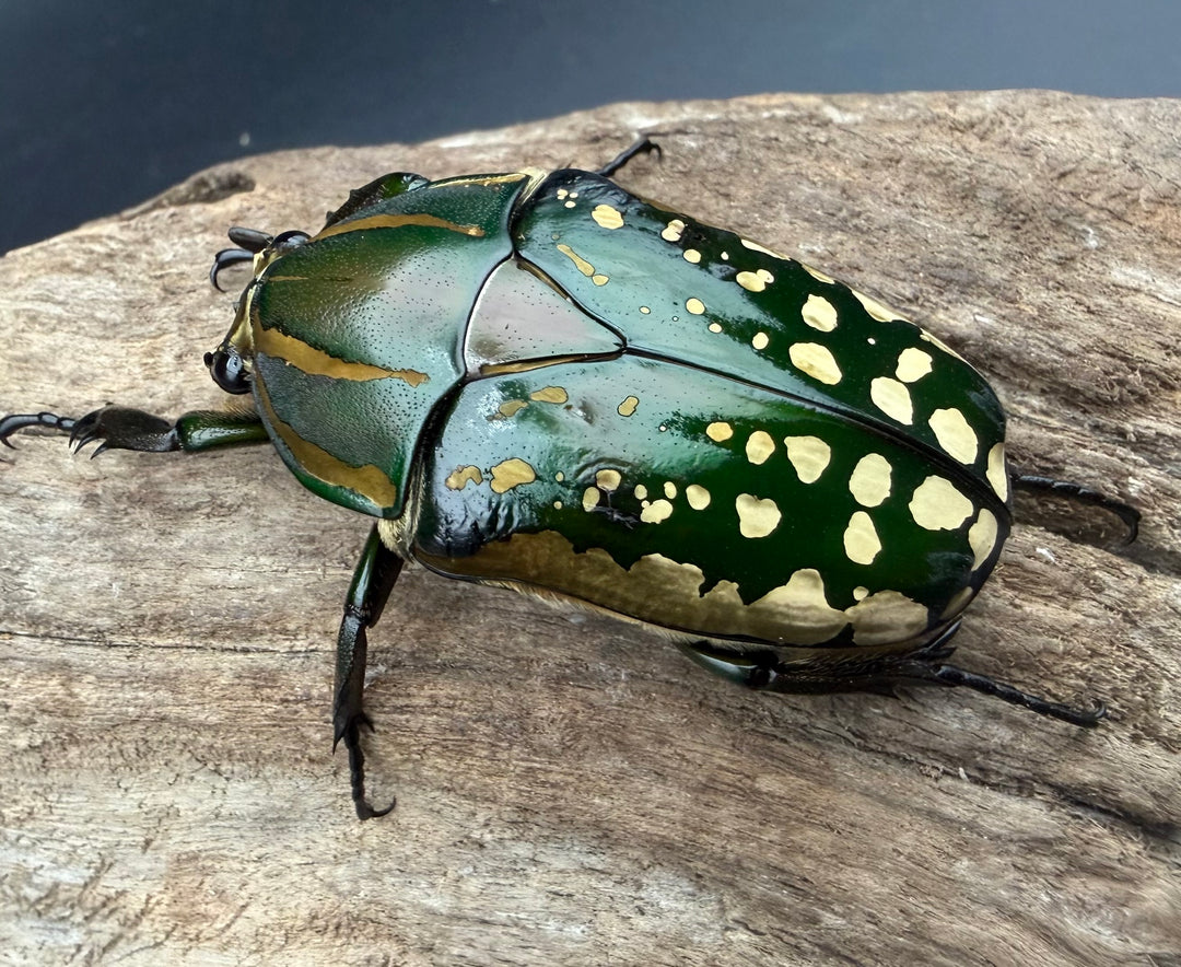 《ポリフェムスオオツノカナブン 65.5mm ペア》