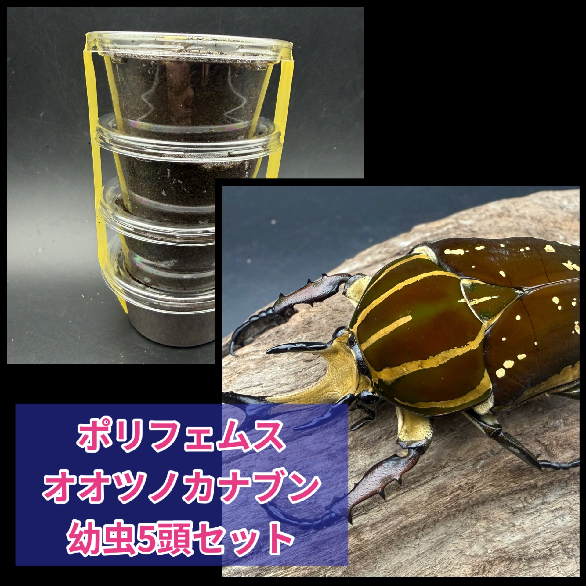 カナブン・ハナムグリの仲間 – KPW公式オンラインショップ