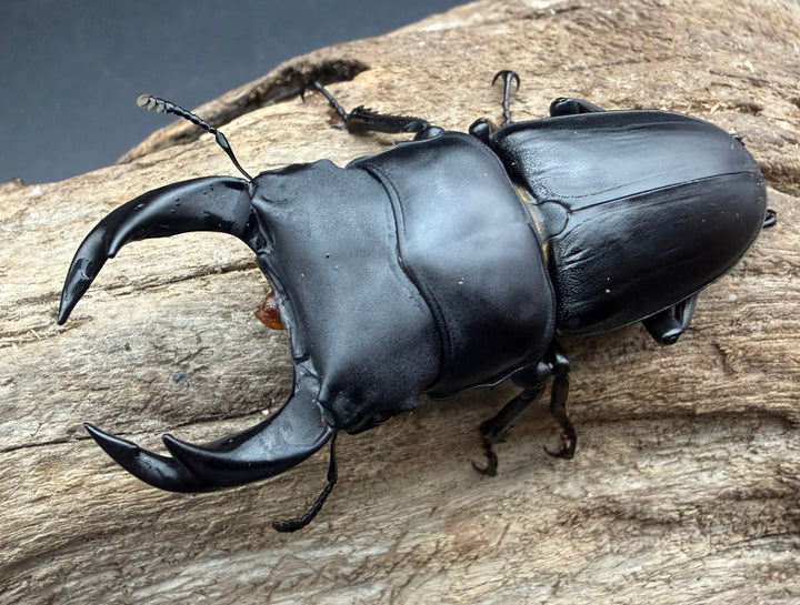 《ホペイオオクワガタ 65.5mm ペア》