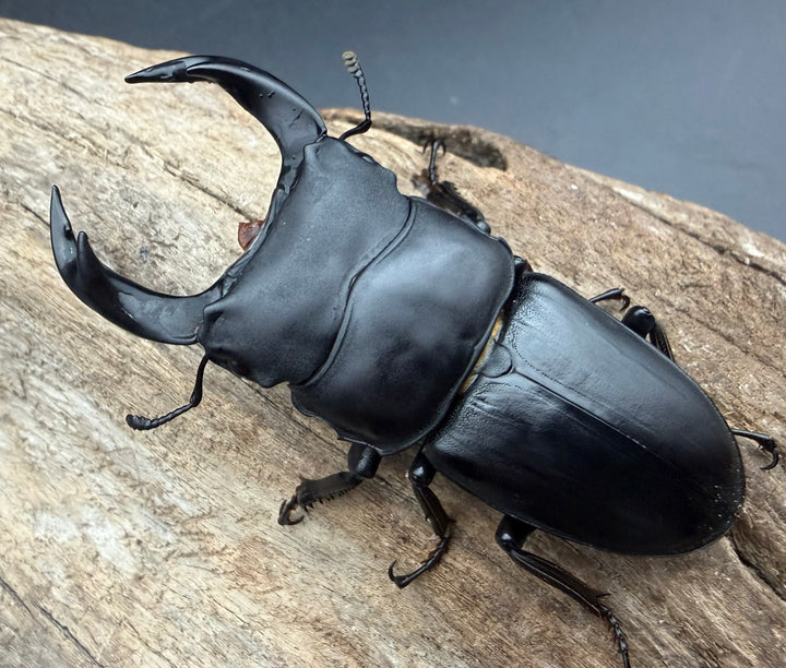 《ホペイオオクワガタ 65.5mm ペア》