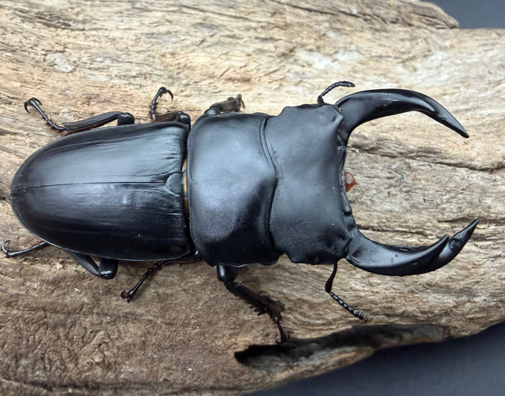 《ホペイオオクワガタ 65.5mm ペア》