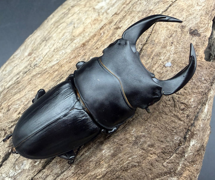《ホペイオオクワガタ 65mm ペア》