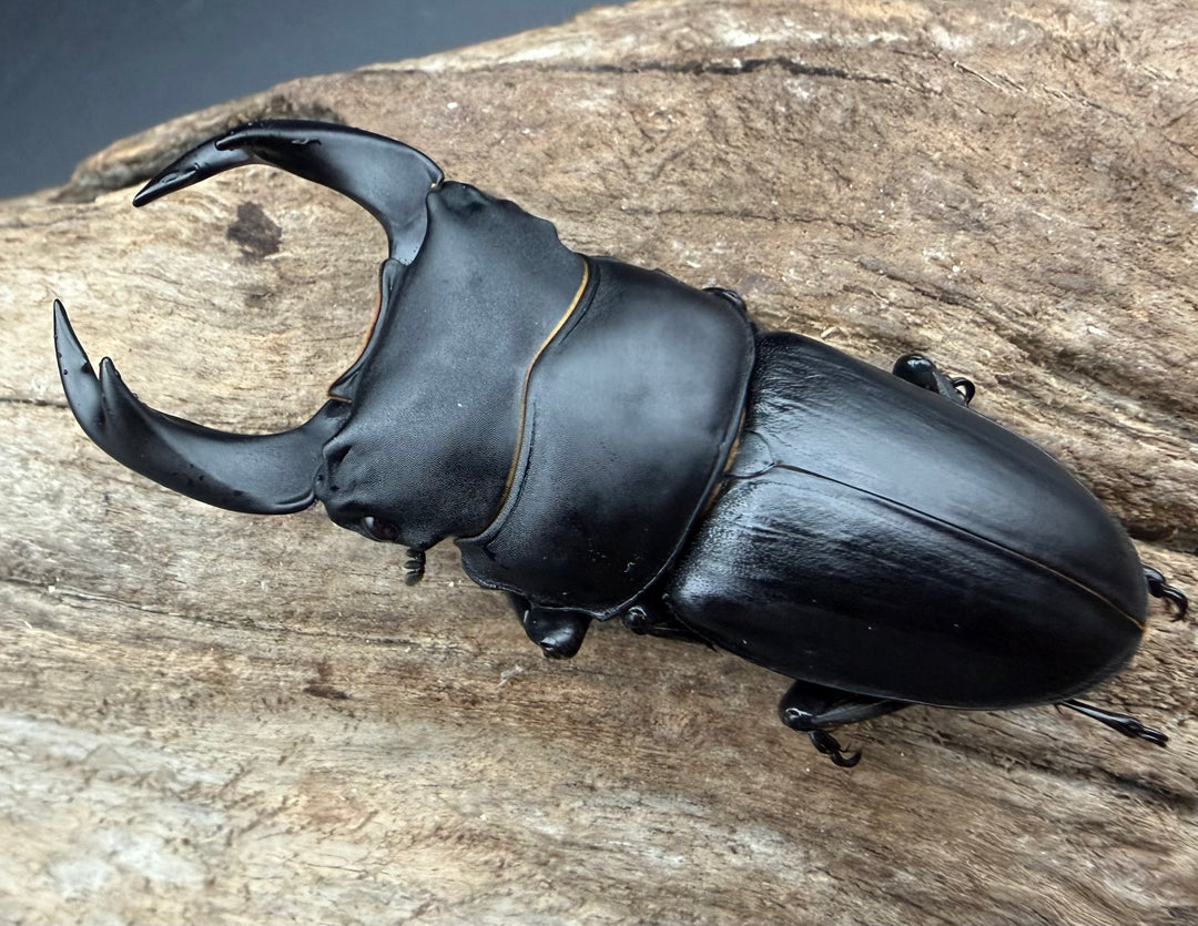 《ホペイオオクワガタ 65mm ペア》
