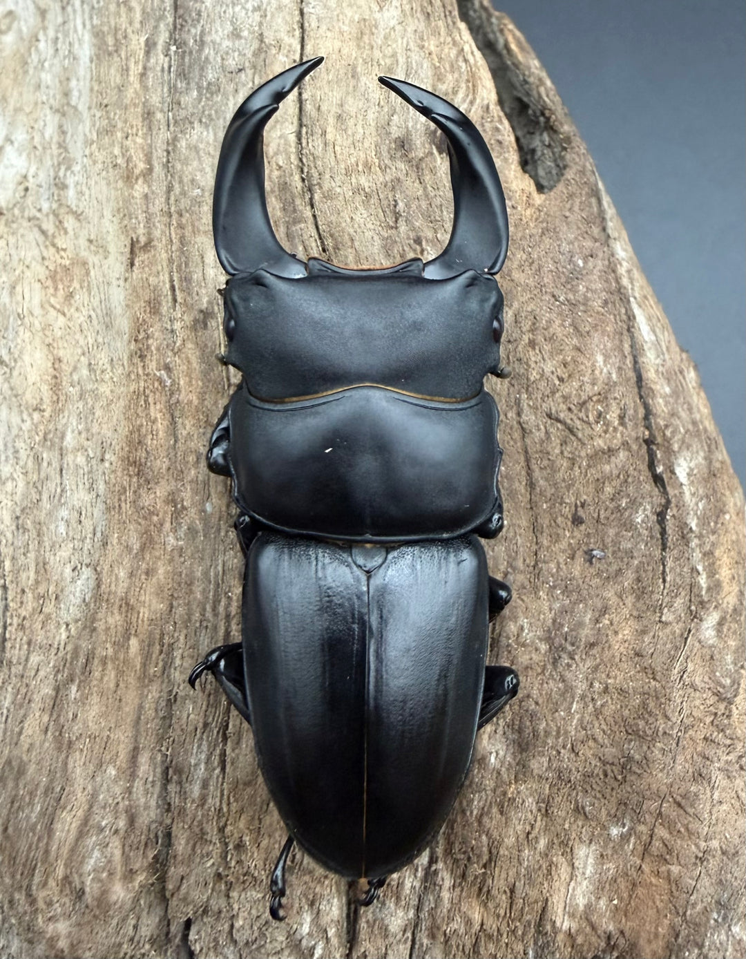 《ホペイオオクワガタ 65mm ペア》