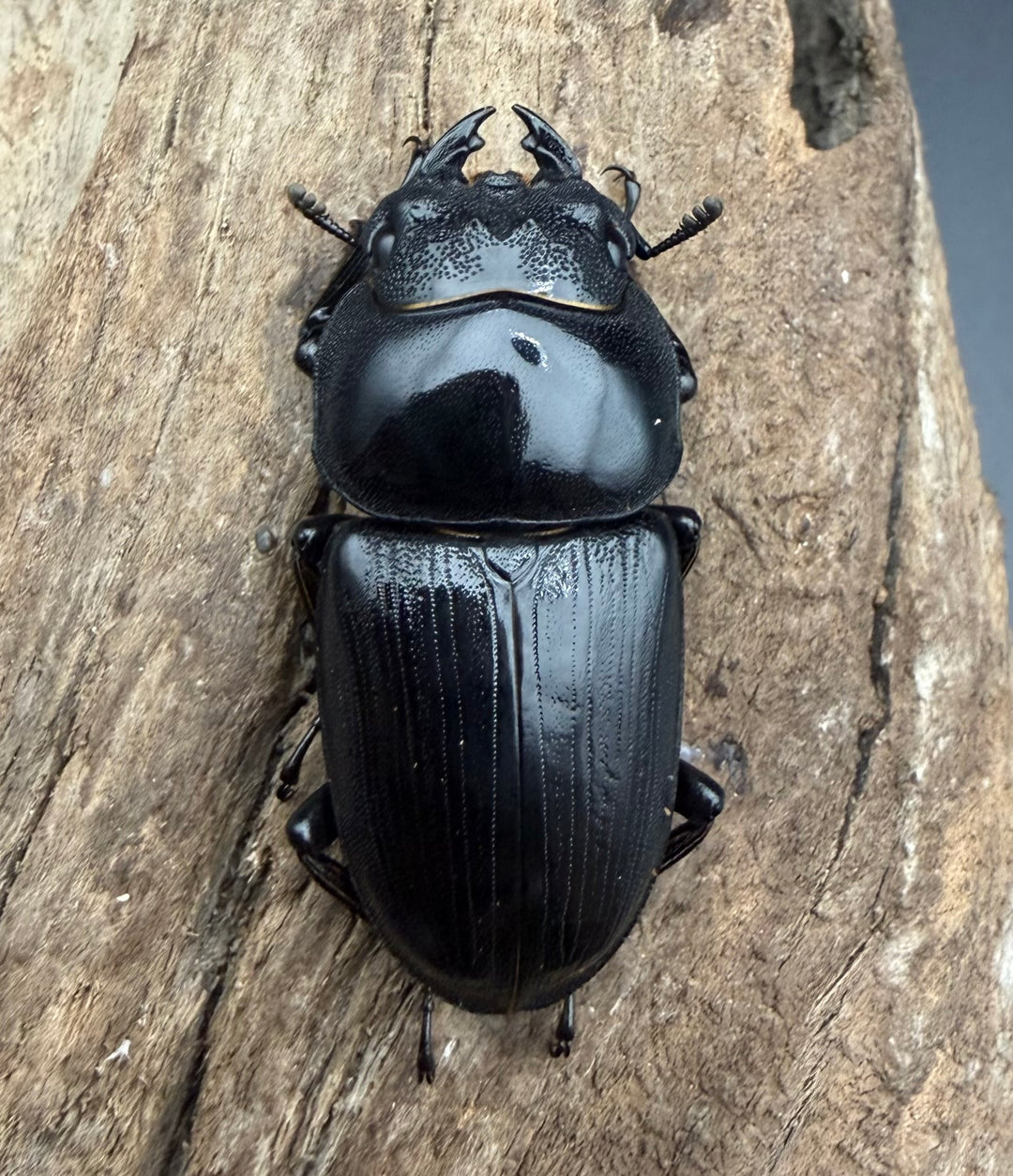 《ホペイオオクワガタ 65mm ペア》