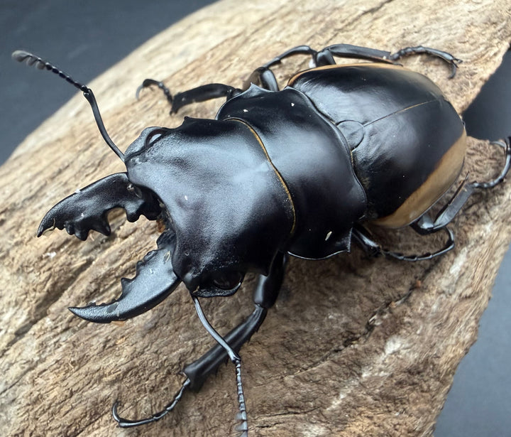 【WF1】《クベラツヤクワガタ亜種sinensis 広西壮族産 61mm ペア》