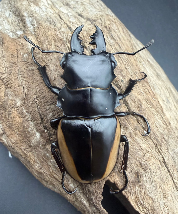 【WF1】《クベラツヤクワガタ亜種sinensis 広西壮族産 61mm ペア》