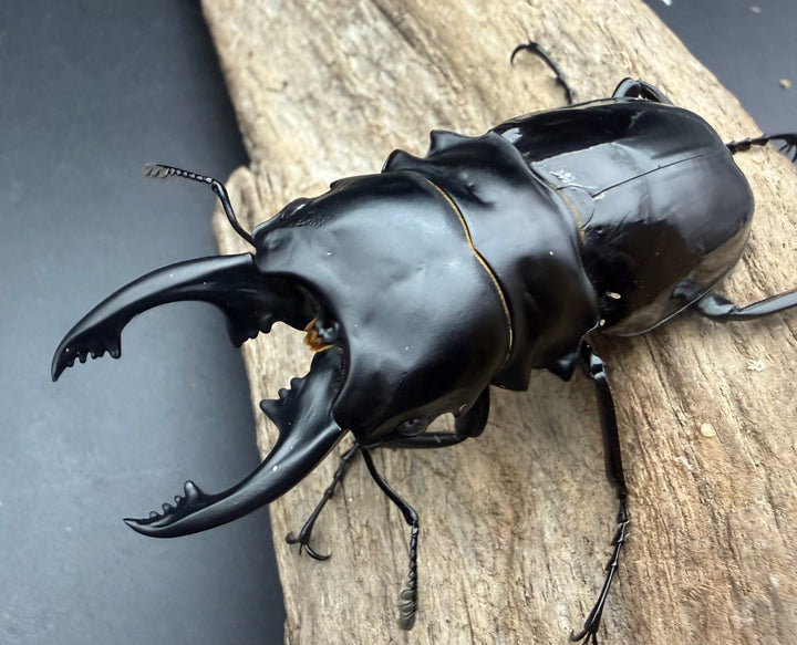 【WF1】《インターメディアツヤクワガタ ネグロス島産 81mm B品ペア》