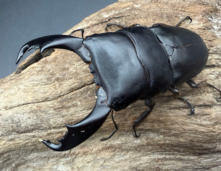 《スラウェシオオヒラタ 81mm ペア》