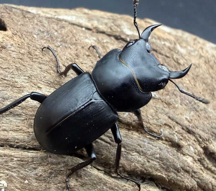 【F0】《ヒメオオクワガタ 福島県産 28.5mm ペア》