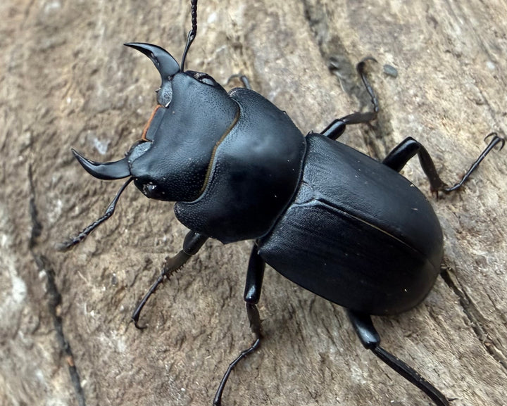 【F0】《ヒメオオクワガタ 福島県産 28.5mm ペア》