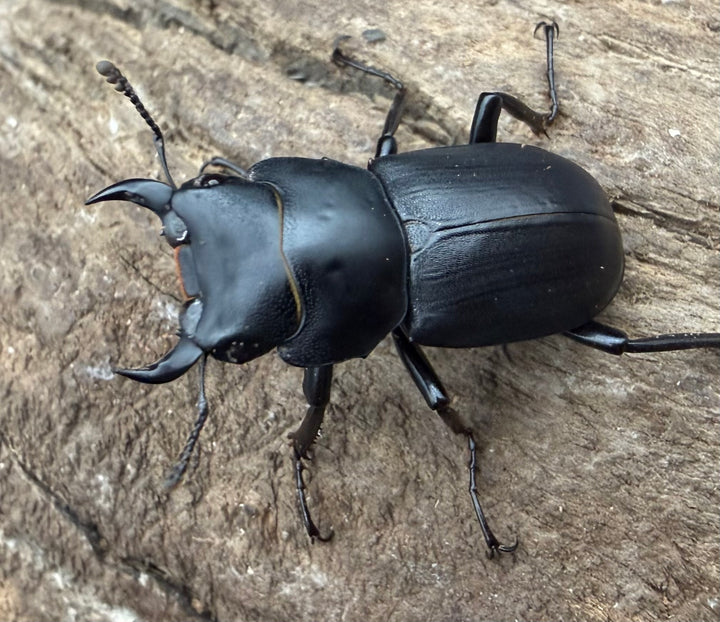 【F0】《ヒメオオクワガタ 福島県産 28.5mm ペア》