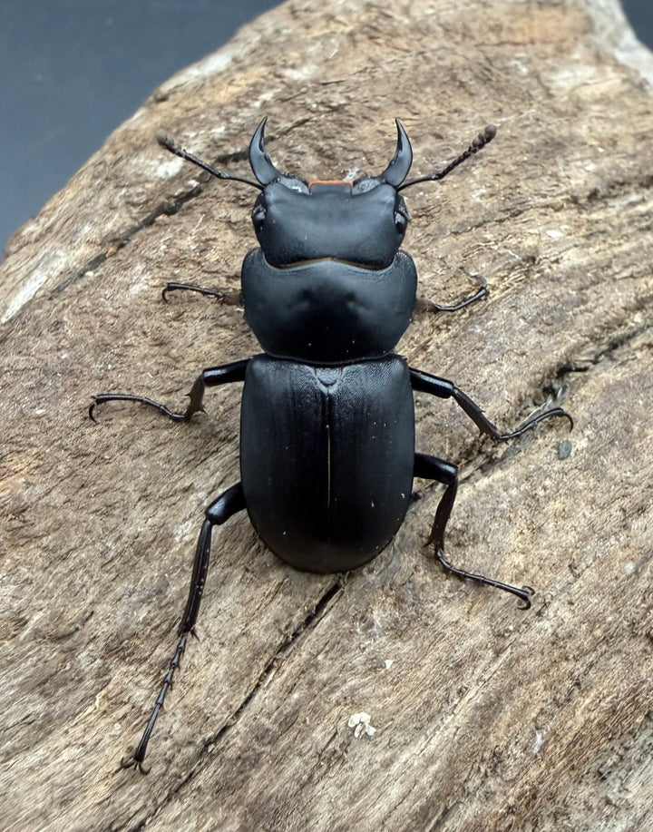 【F0】《ヒメオオクワガタ 福島県産 28.5mm ペア》