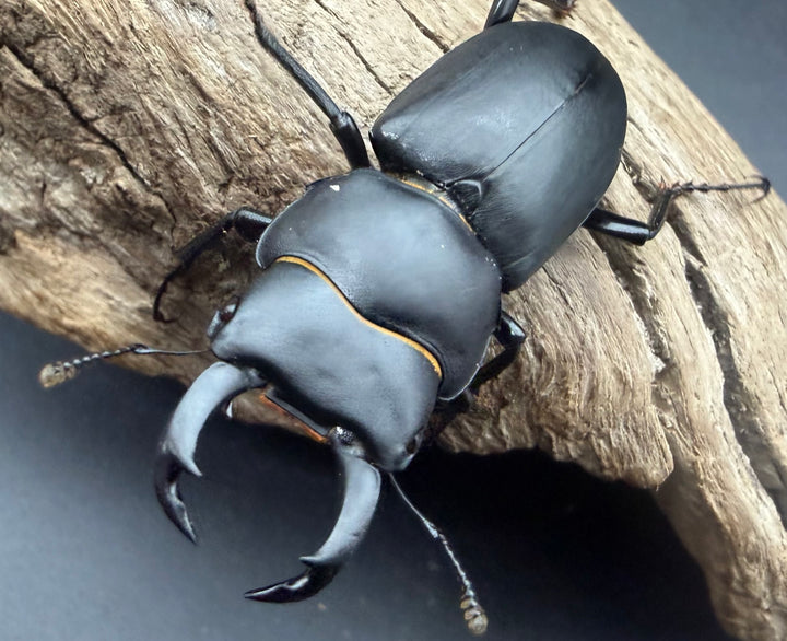 【F0】《ヒメオオクワガタ 静岡県産 43.5mm ♂♀♀♀セット》