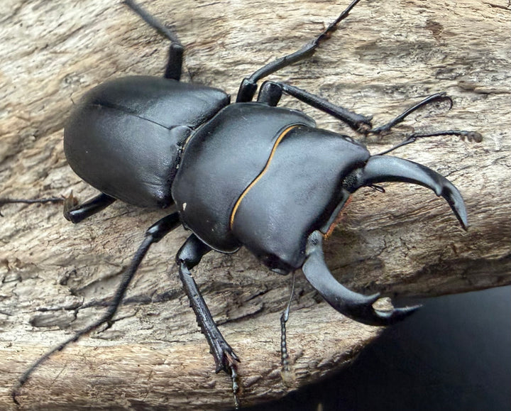 【F0】《ヒメオオクワガタ 静岡県産 43.5mm ♂♀♀♀セット》
