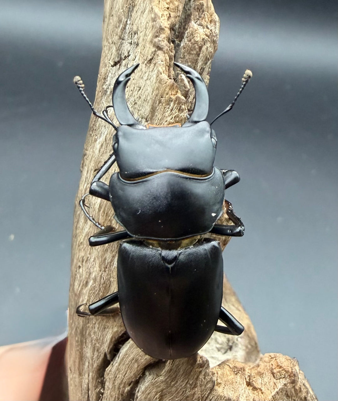 【F0】《ヒメオオクワガタ 静岡県産 43.5mm ♂♀♀♀セット》