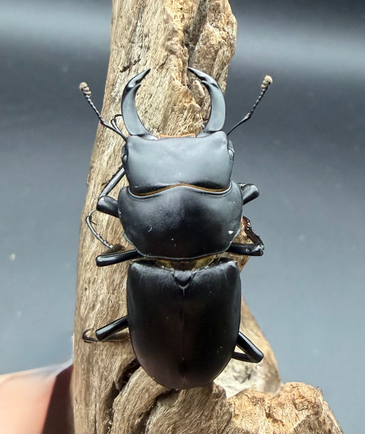 【F0】《ヒメオオクワガタ 静岡県産 43.5mm ♂♀♀♀セット》