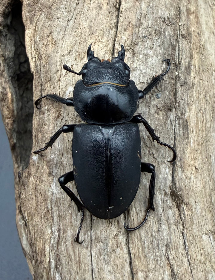 【F0】《ヒメオオクワガタ 静岡県産 43.5mm ♂♀♀♀セット》