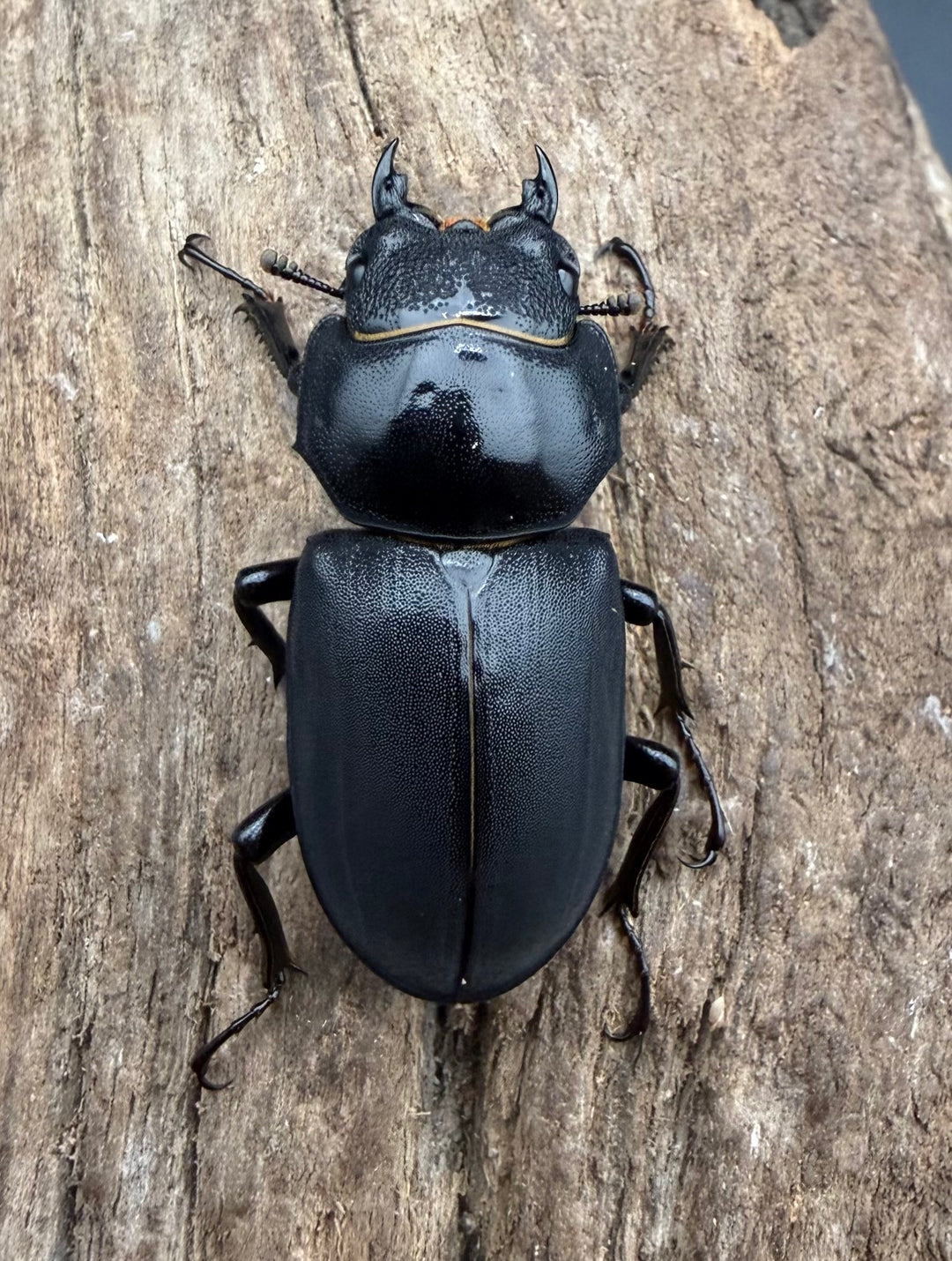 【F0】《ヒメオオクワガタ 静岡県産 43.5mm ♂♀♀♀セット》