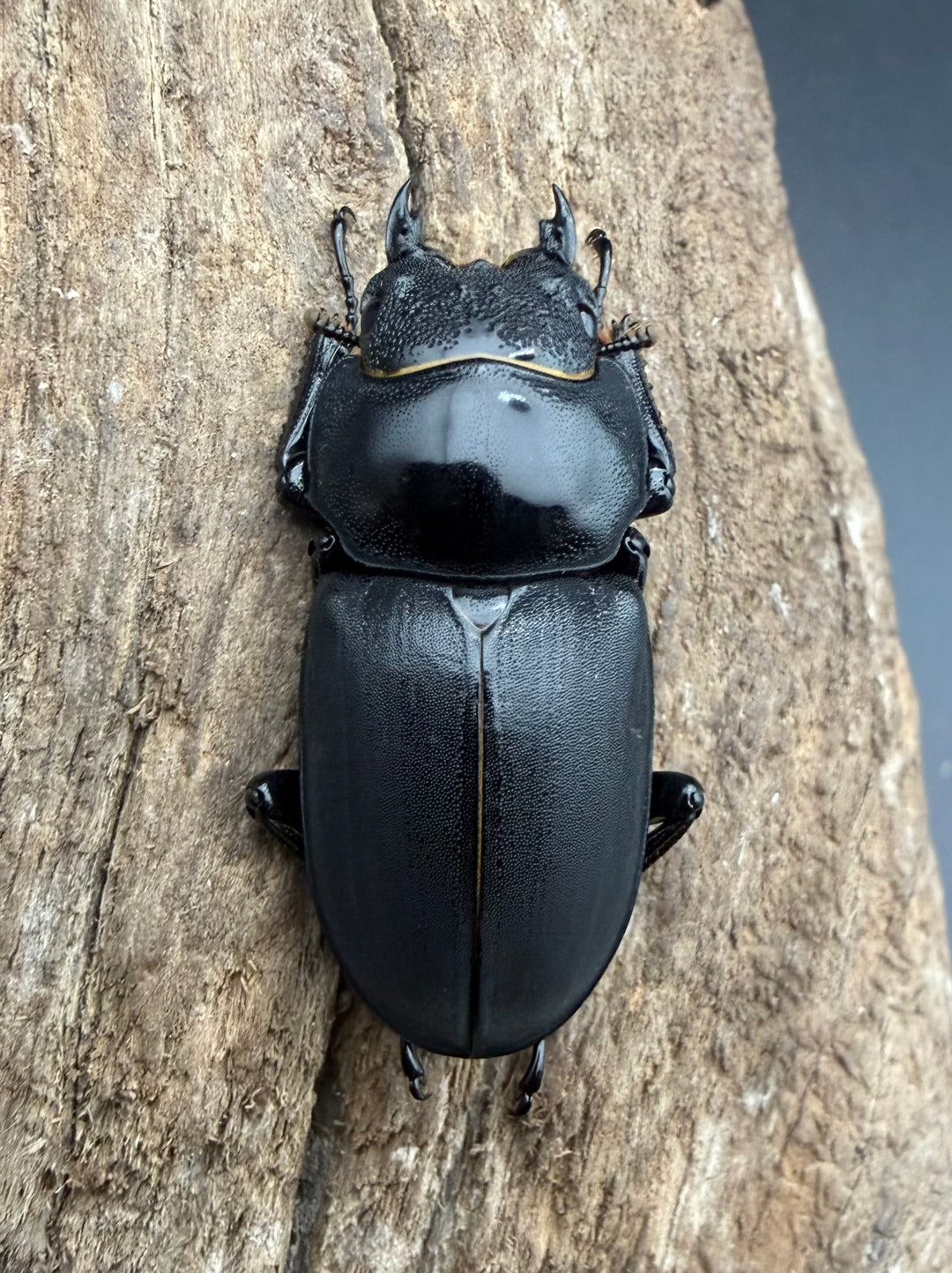 【F0】《ヒメオオクワガタ 静岡県産 43.5mm ♂♀♀♀セット》