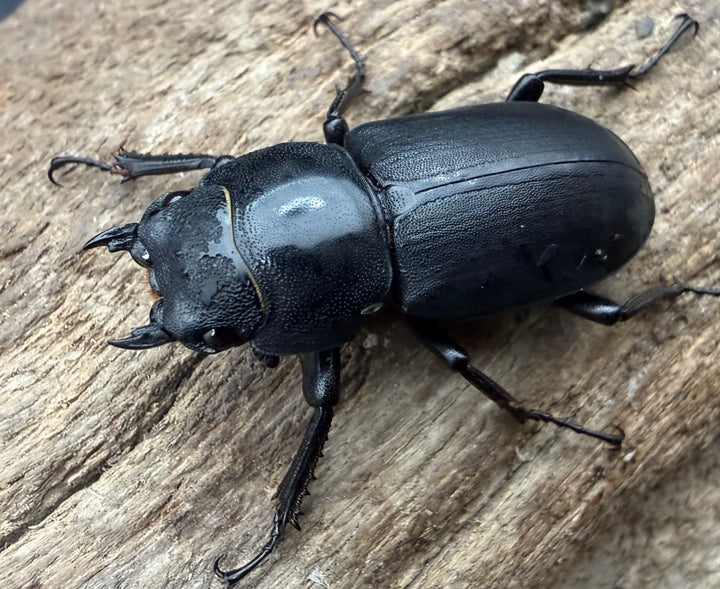 【WD】《ヒメオオクワガタ 北海道産 26.5mm ♀単》