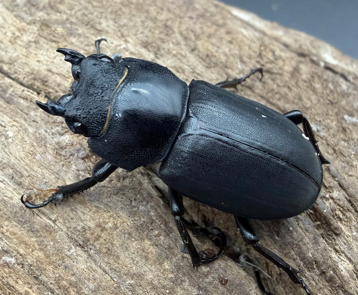 【WD】《ヒメオオクワガタ 北海道産 27.5mm ♀単》