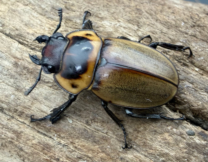 【WF1】《ブルークツヤクワガタ 25.5mm ♀単》