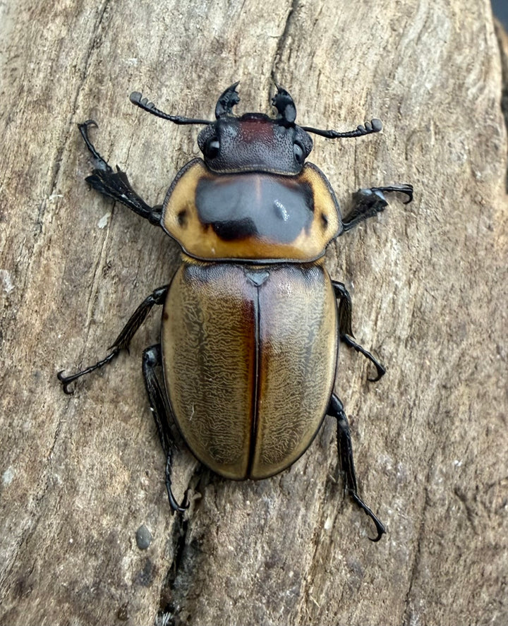 【WF1】《ブルークツヤクワガタ 25.5mm ♀単》