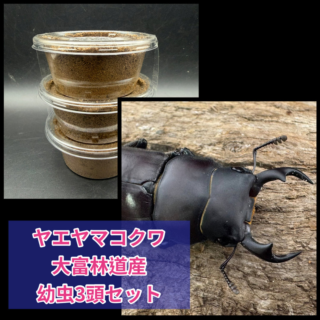 《ヤエヤマコクワ 大富林道産 幼虫3頭セット》