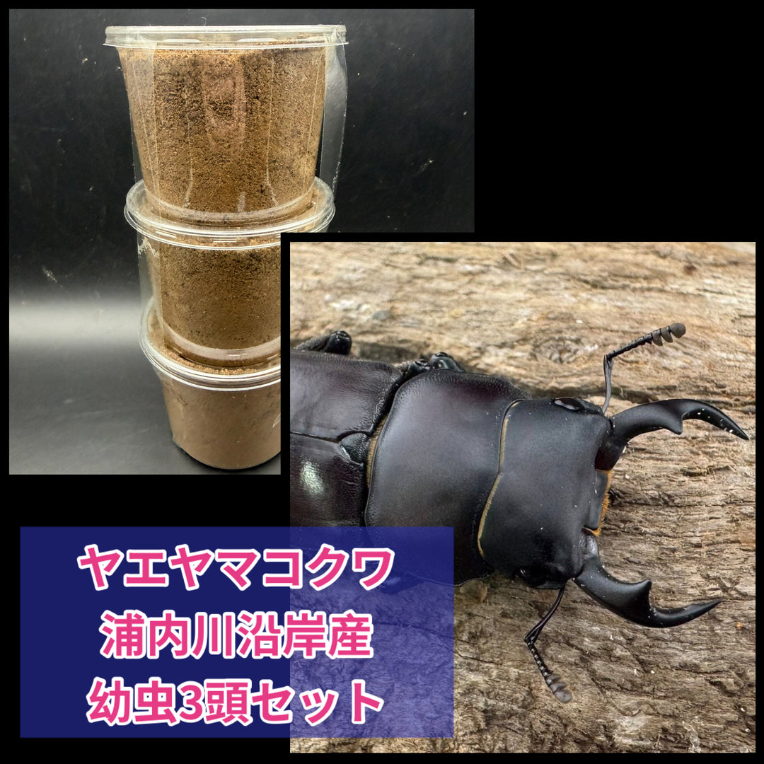 《ヤエヤマコクワ 浦内川沿岸産 幼虫3頭セット》
