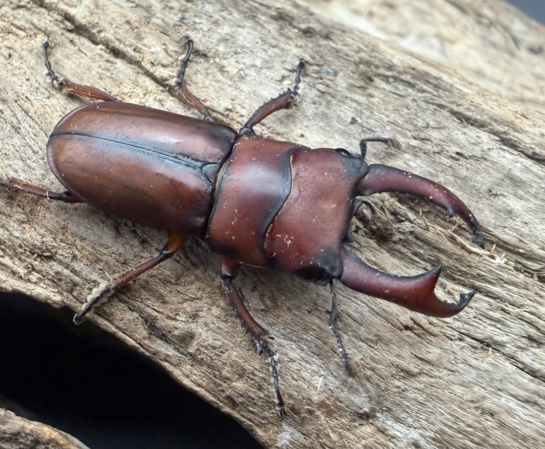 【WF4】《プセウダクシスコクワ 30.5mm ♂♀♀トリオ》