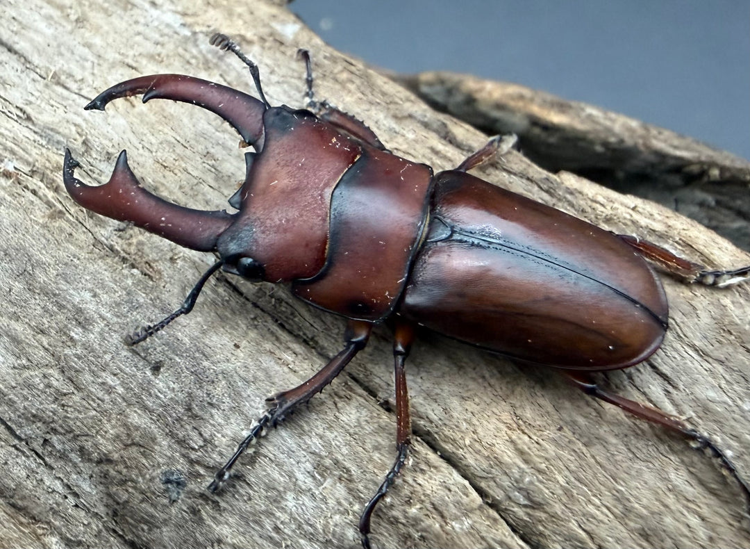 【WF4】《プセウダクシスコクワ 30.5mm ♂♀♀トリオ》