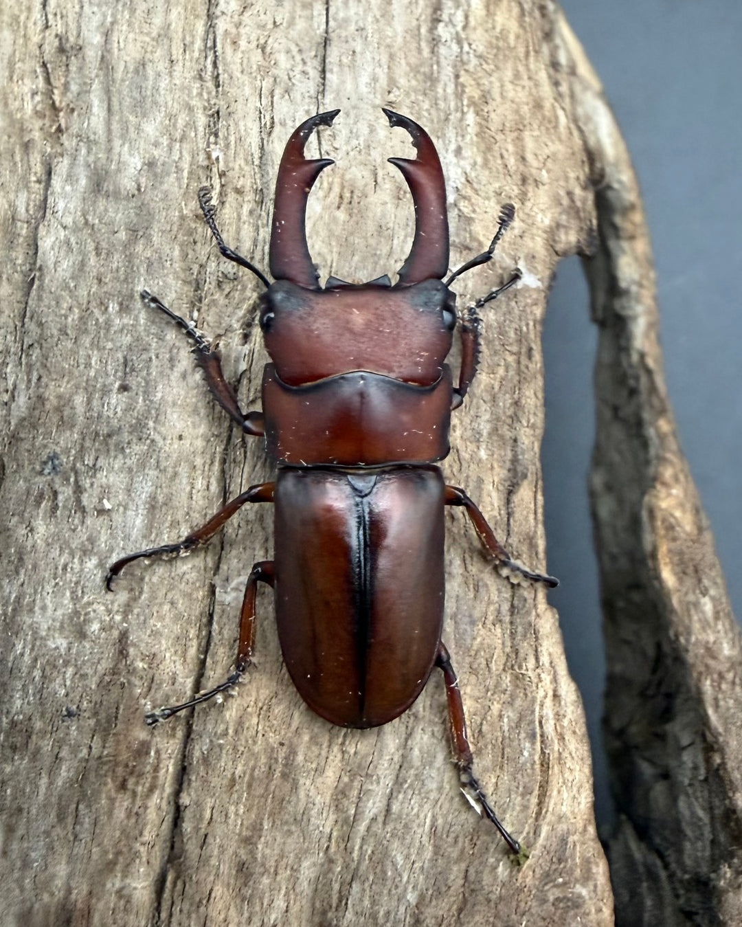 【WF4】《プセウダクシスコクワ 30.5mm ♂♀♀トリオ》