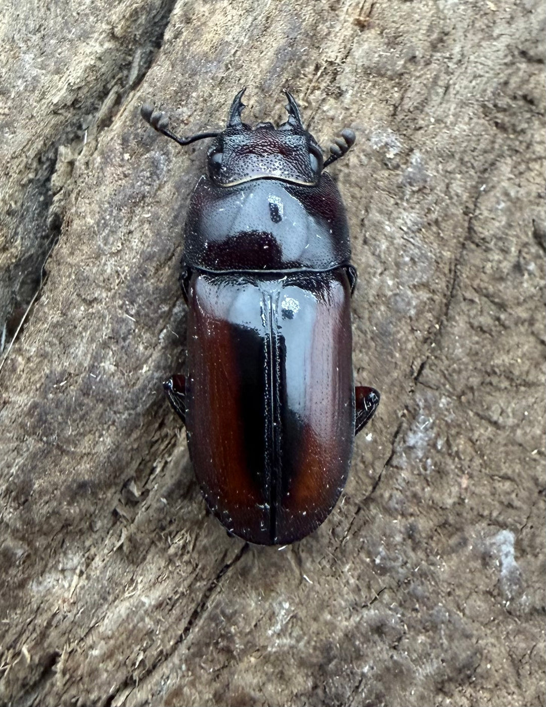 【WF4】《プセウダクシスコクワ 30.5mm ♂♀♀トリオ》