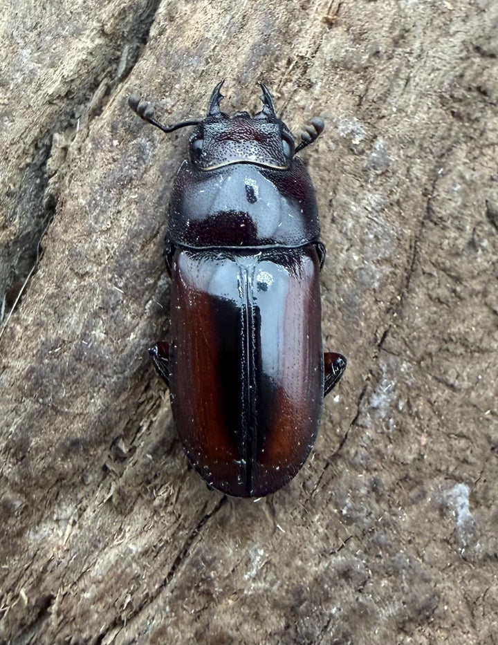 【WF4】《プセウダクシスコクワ 30.5mm ♂♀♀トリオ》