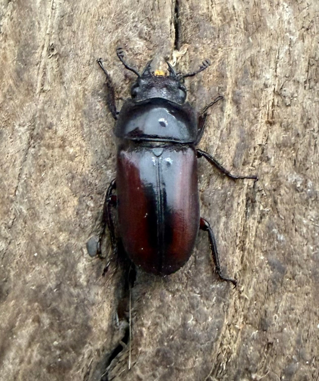 【WF4】《プセウダクシスコクワ 30.5mm ♂♀♀トリオ》