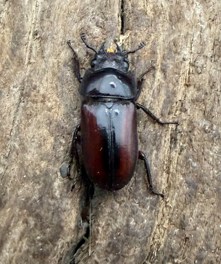 【WF4】《プセウダクシスコクワ 30.5mm ♂♀♀トリオ》