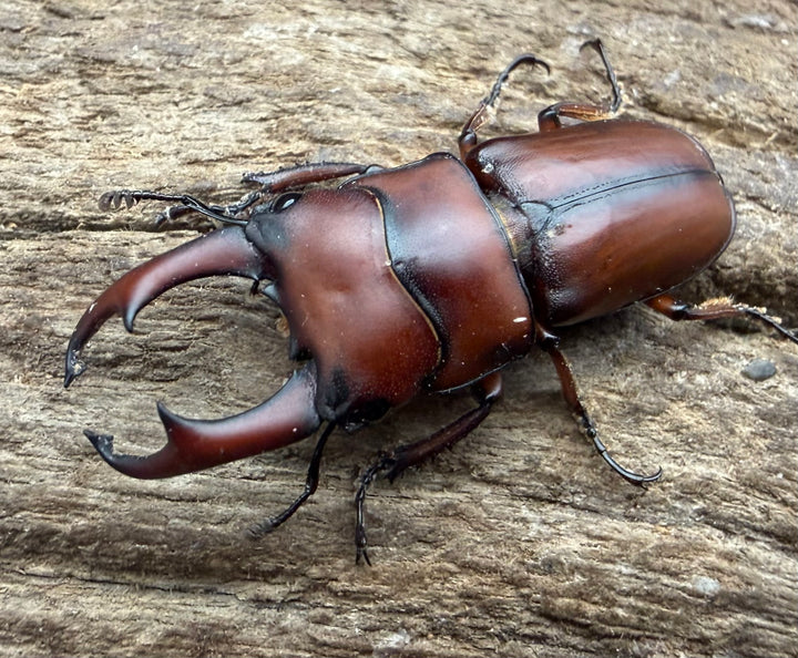 【WF4】《プセウダクシスコクワ 30mm ♂♀♀トリオ》