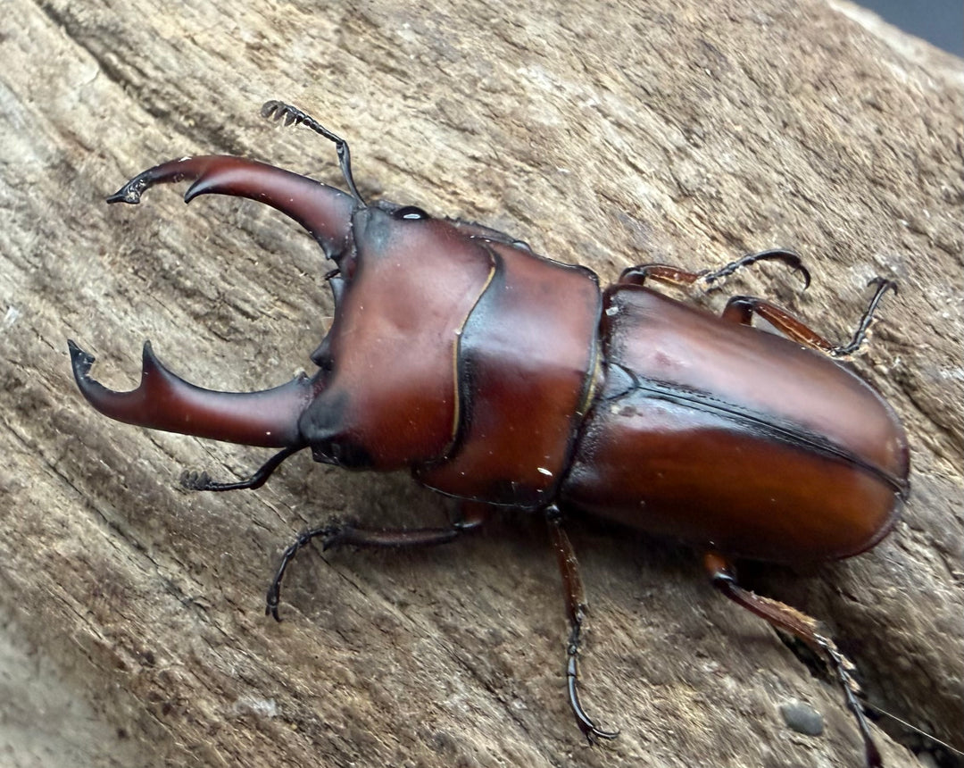 【WF4】《プセウダクシスコクワ 30mm ♂♀♀トリオ》