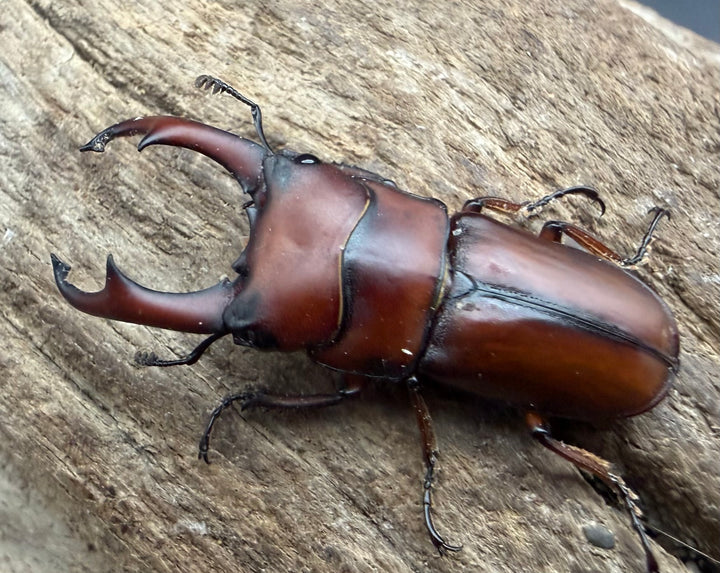【WF4】《プセウダクシスコクワ 30mm ♂♀♀トリオ》