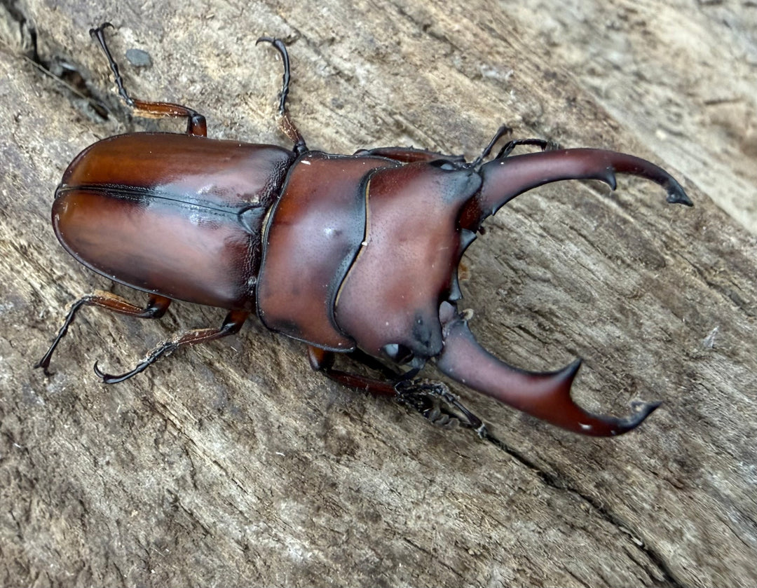 【WF4】《プセウダクシスコクワ 30mm ♂♀♀トリオ》