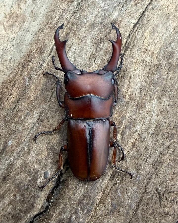 【WF4】《プセウダクシスコクワ 30mm ♂♀♀トリオ》